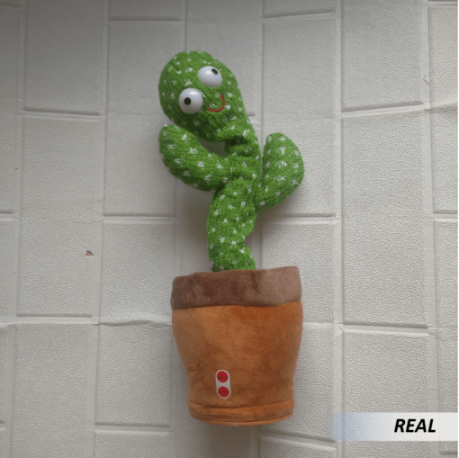 Cactus Bailarín - Imagen 5